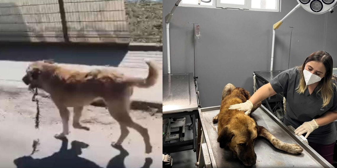 Ordu'da ağzına çengel takılan köpek kurtarıldı