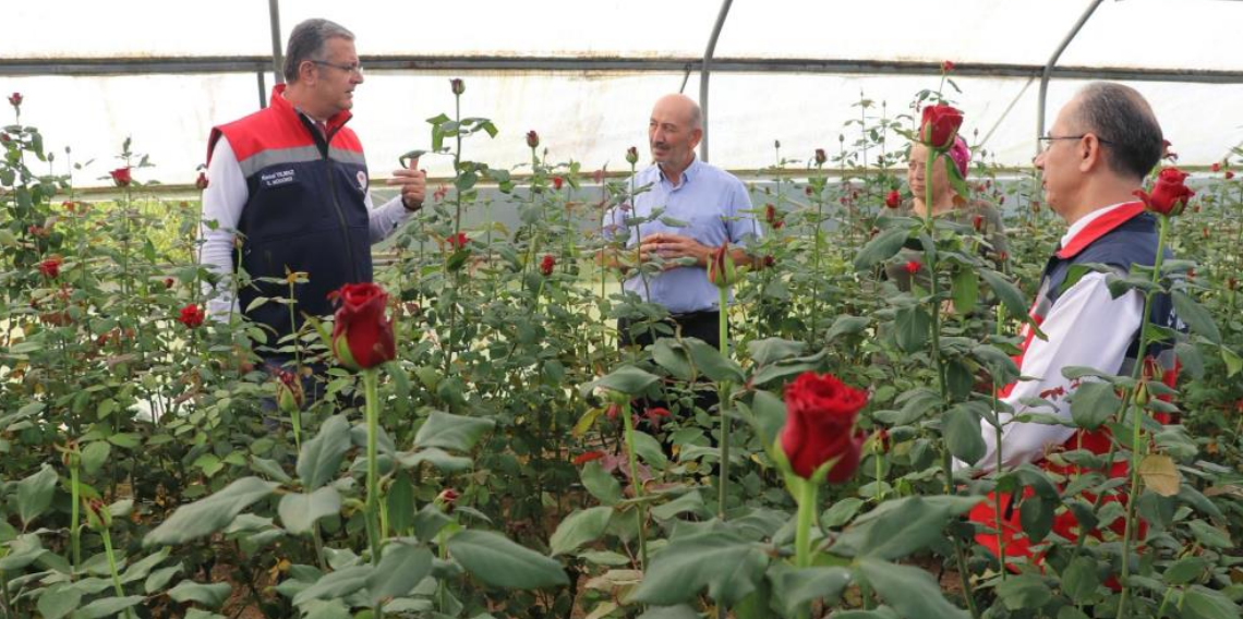 Samsun'da kesme çiçekte 7 milyon adetlik üretim