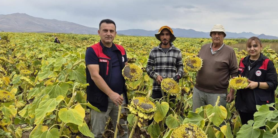 Aydıntepe’de ayçiçeği hasadı başladı