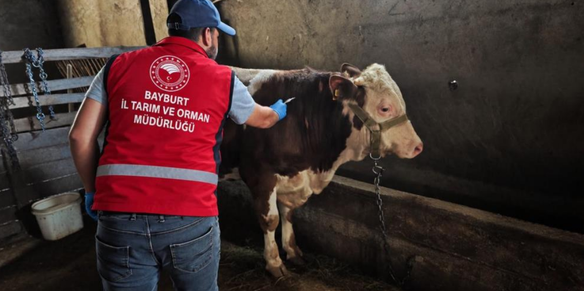 Bayburt’ta hayvanlara sonbahar dönemi aşı ve küpeleme çalışması yapılıyor
