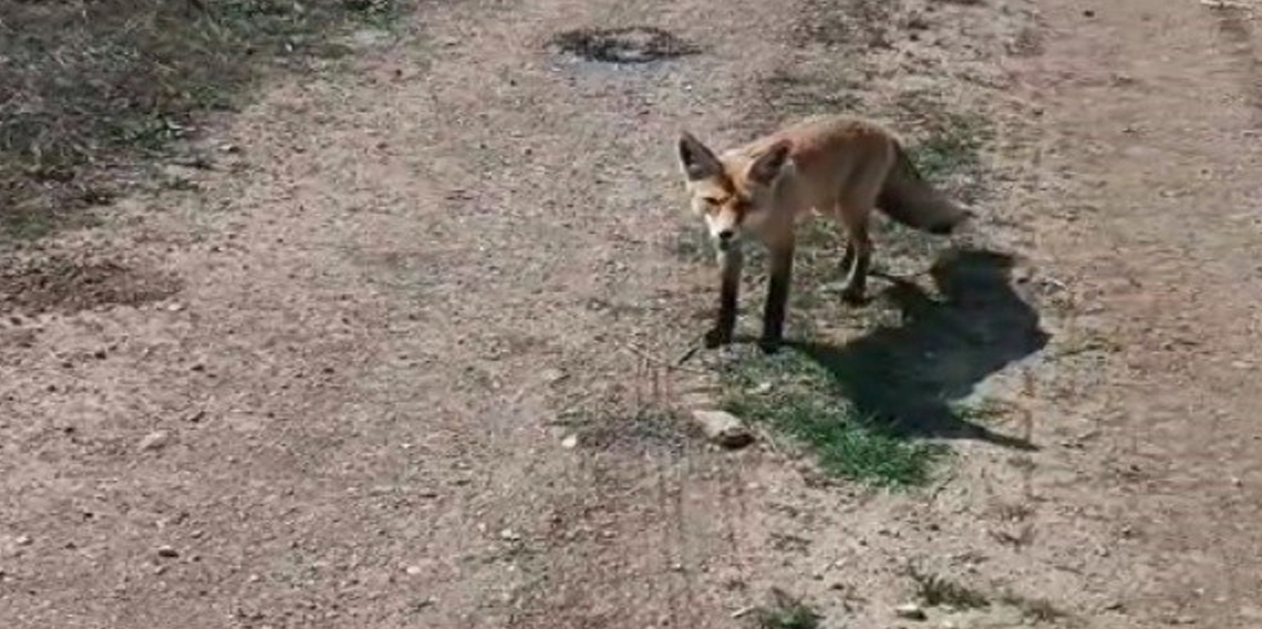 Bayburtlu vatandaşın 'Mazlum' adını verdiği tilki peşinden ayrılmıyor