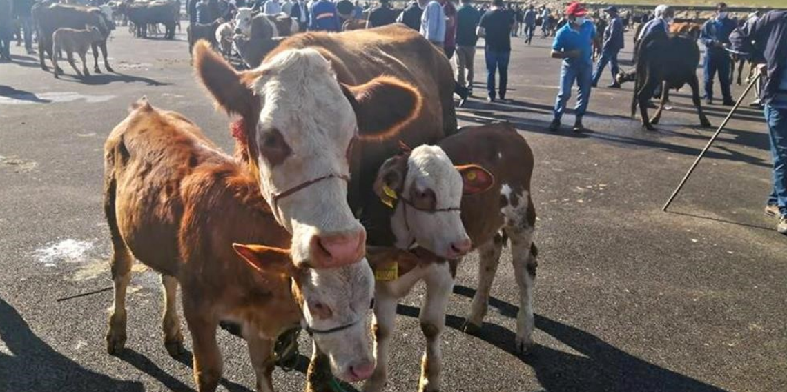 Bayburt’ta yetiştiricilere şap hastalığı uyarısı