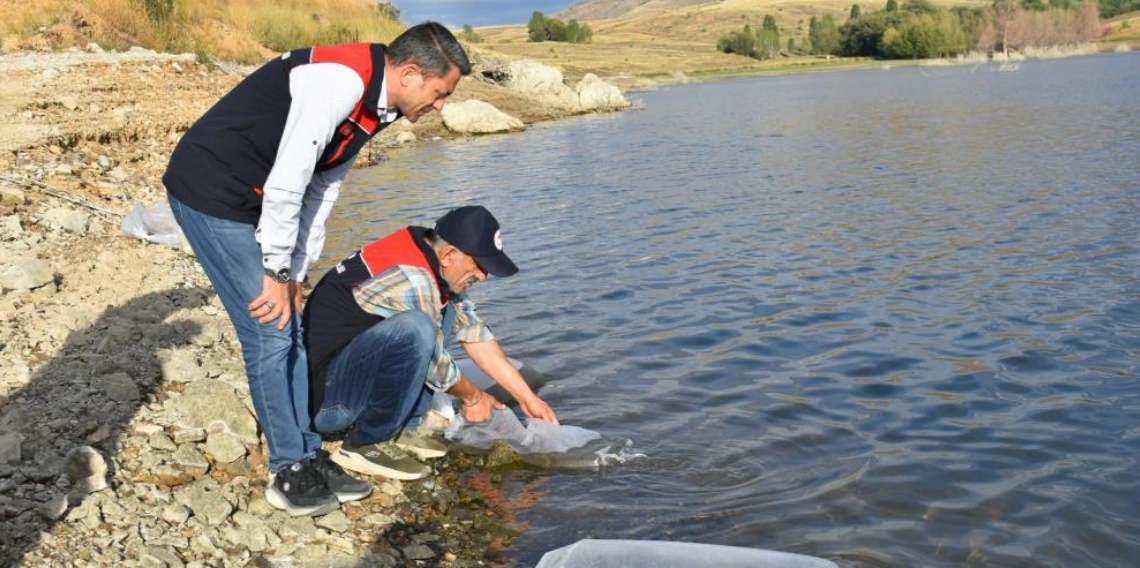 Bayburt'taki göletlere 150 bin sazan yavrusu bırakıldı