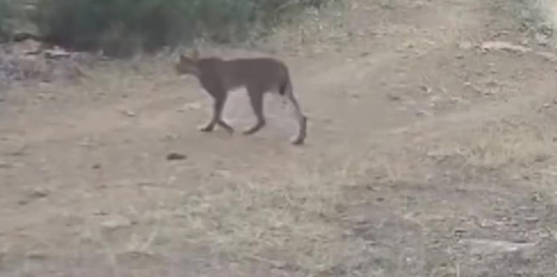 Çankırı’da vaşak görüntülendi