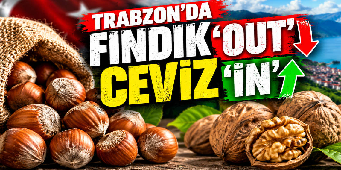 Trabzon'da Fındığa Alternatif Ceviz Üretimi Başladı!