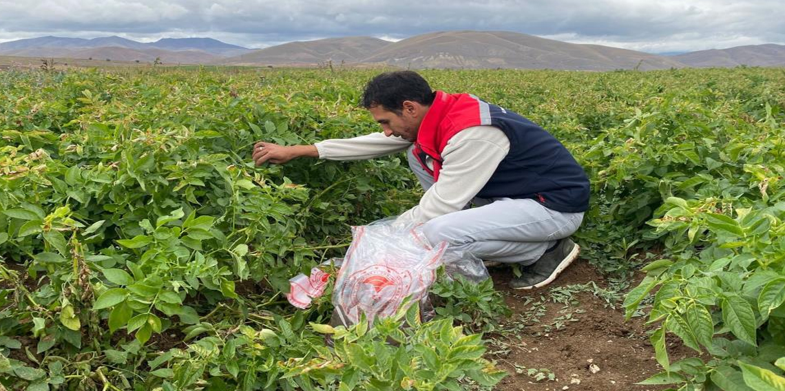 Tohumluk patates üretim alanlarında karantina kontrolü yapıldı