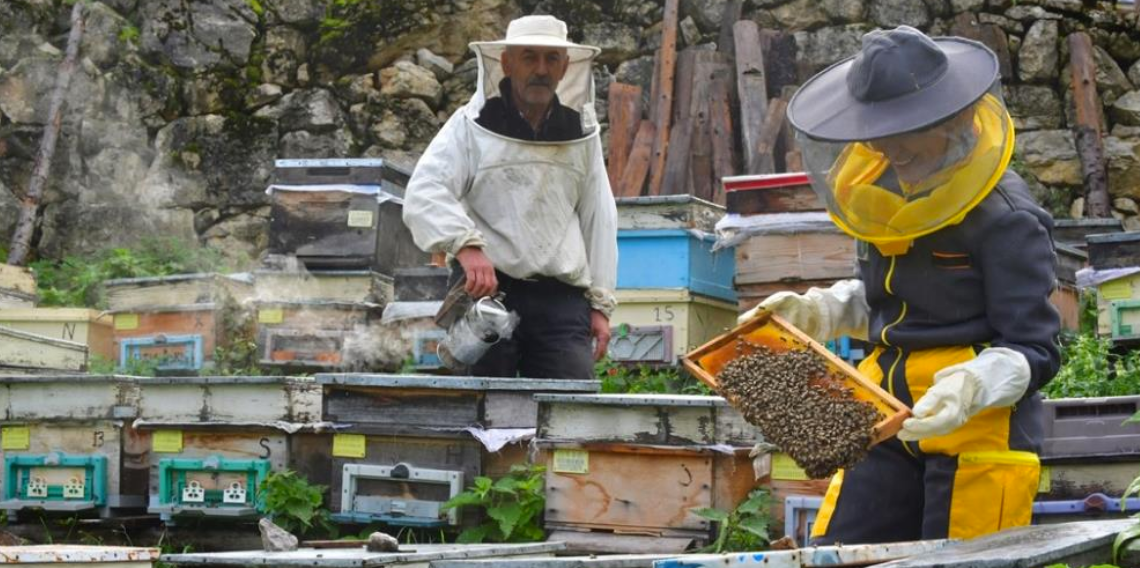 Artvin'de arıcılığı turizmle buluşturmak için rota belirleniyor