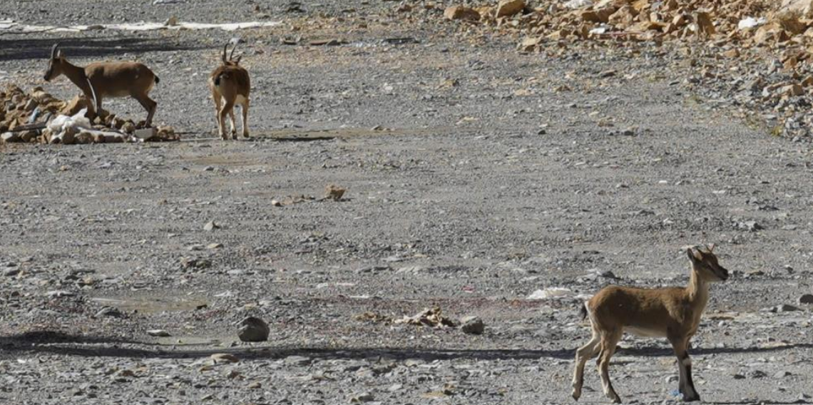 Gümüşhane'de yaban keçileri yol kenarında sürü halinde görüntülendi