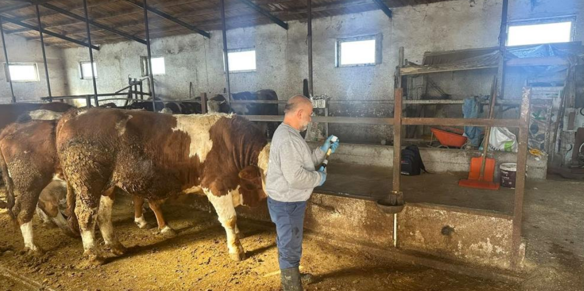 Aydıntepe’de şap aşılama çalışmaları 13 köyde tamamlandı