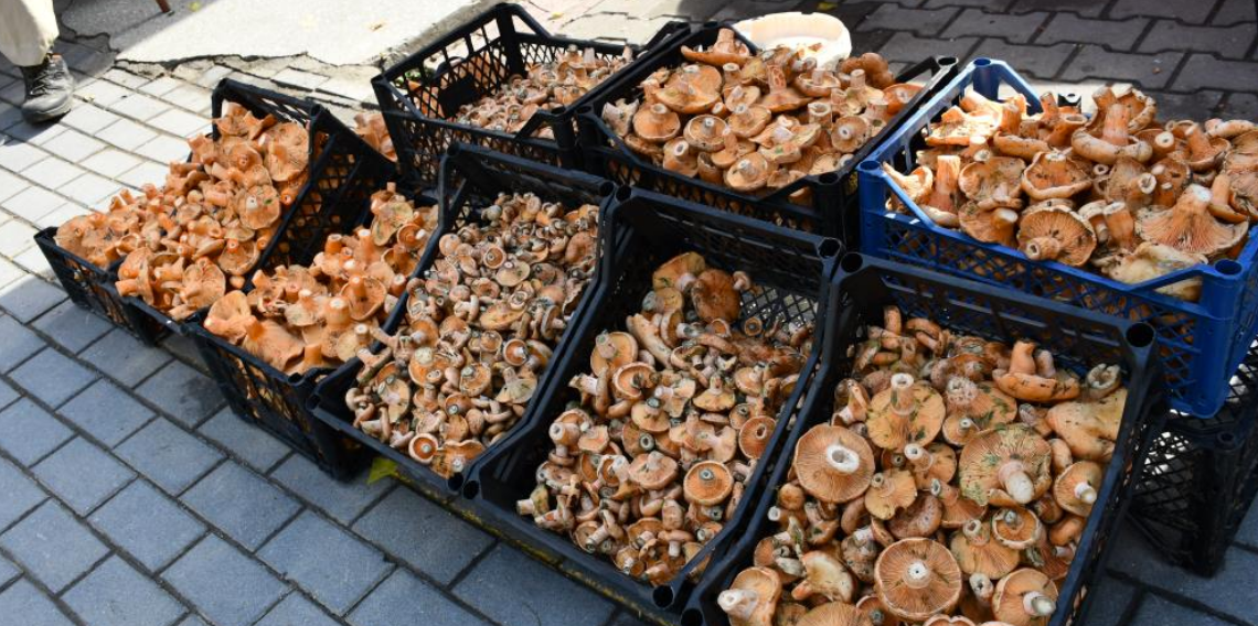 Vezirköprü'de kanlıca mantarı tezgahlarda