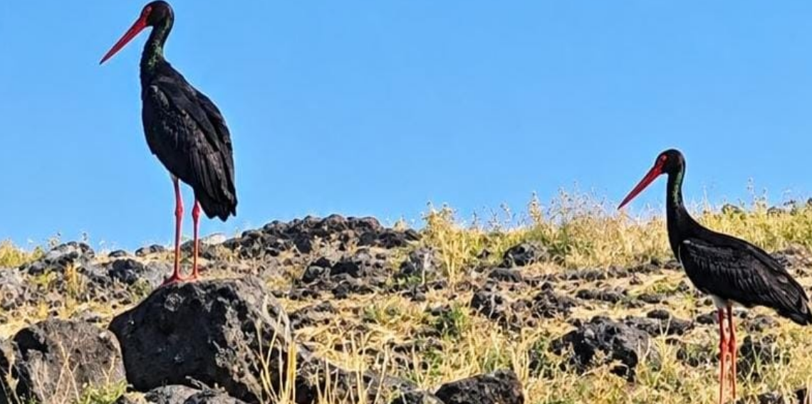 Diyarbakır’da leylek göçü başladı: Kara leylekler görenleri şaşırttı