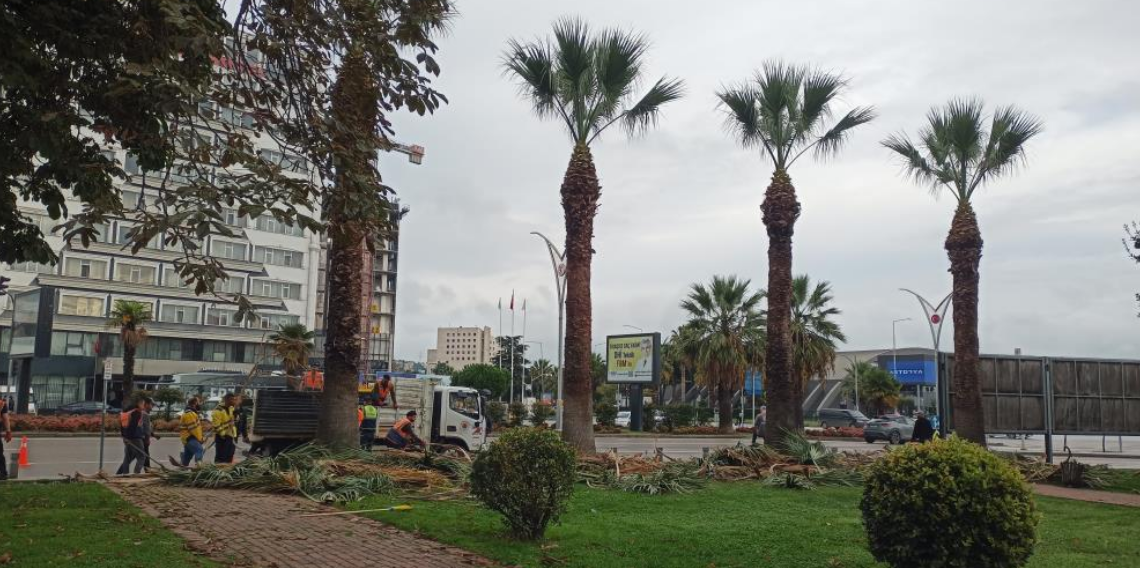 Meydan çevresindeki palmiye ağaçlarına sonbahar-kış bakımı