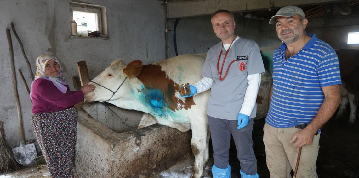 Yemek borusuna armut kaçan gebe inek, ameliyatla kurtarıldı
