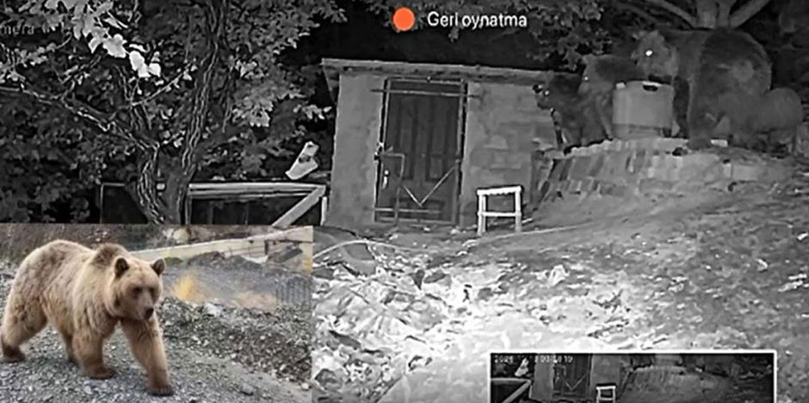 Erzincan’da 3 ayı bağ evinin bahçesine girdi