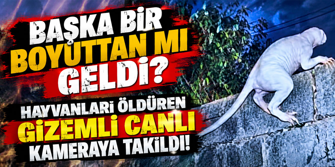 Başka bir boyuttan mı geldi? Hayvanları öldüren gizemli canlı kameraya takıldı