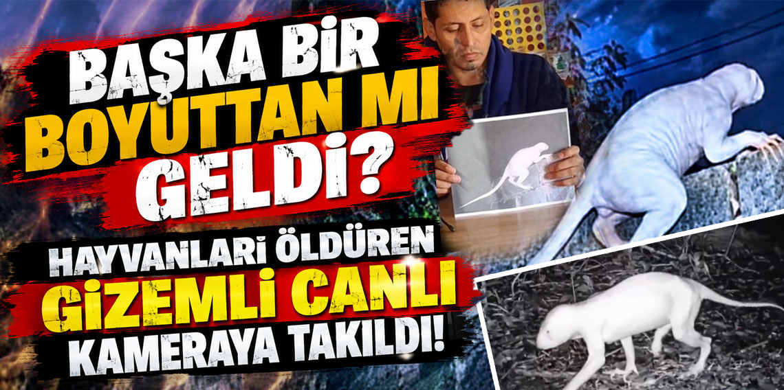 Hayvanları öldüren gizemli canlı yeniden görüntülendi