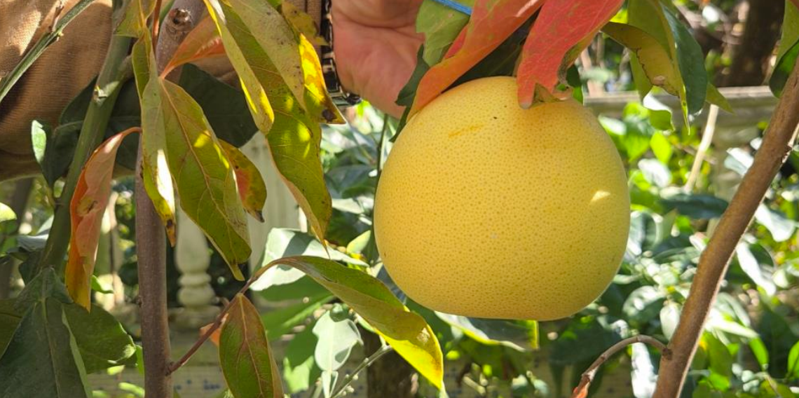 Ağaç kavununa benzeyen pomelo Karadeniz'de meyve verdi