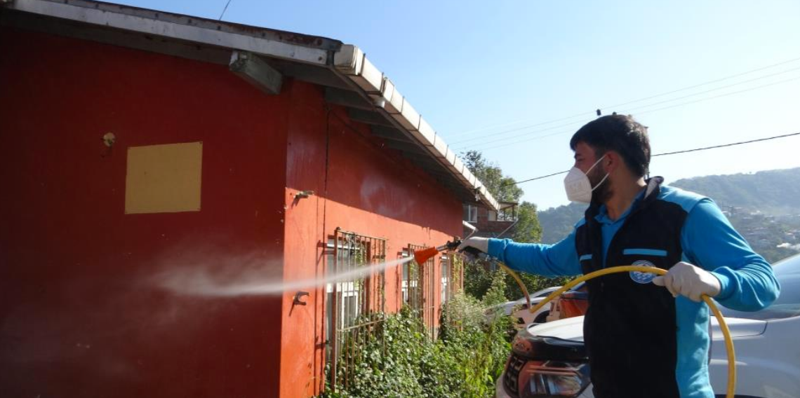 Trabzon'da kokarcaya karşı seferberlik sonuç veriyor, kokarca popülasyonu azalıyor
