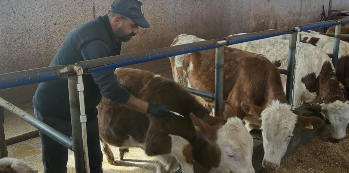 Aydıntepe’de şap aşılama ve küpeleme çalışmaları yeni yerleşimlerde devam ediyor