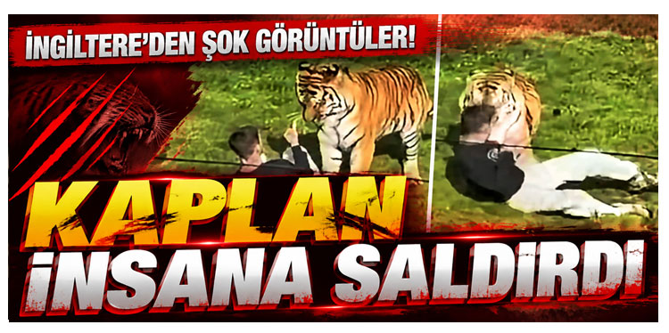 İngiltere’de kaplanın saldırısına uğraşan kişi hayatını kaybetti
